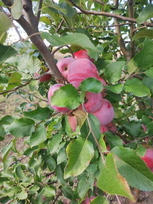 Vând Mere și Pere din plantația proprie