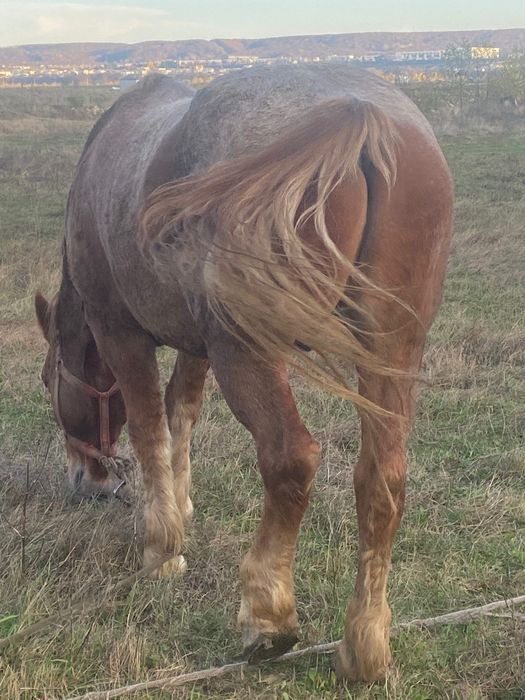 Vând cal foarte cuminte mai mult detalii la telefon