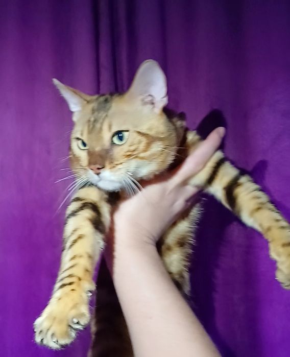 Бенгальский кот на вязку!
