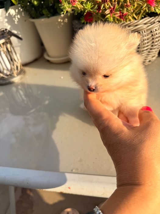Pomeranian superb cu pedigree