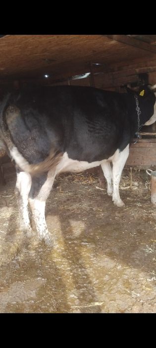 Vânt 2 vaci gestante