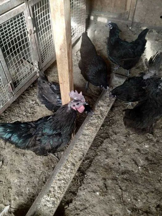 Китайская несушка ухейилюй семейка продам.