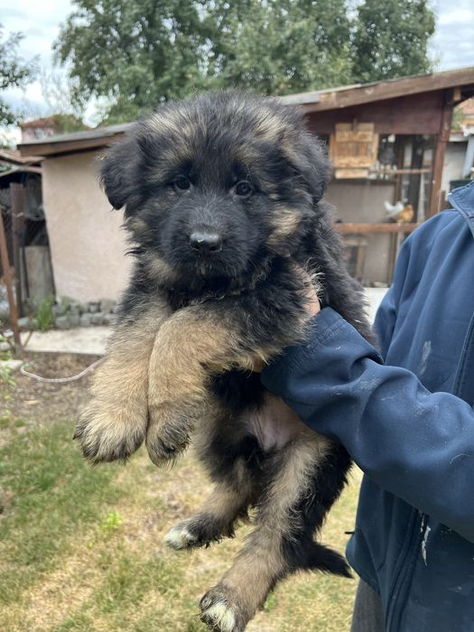 Чистокръвни Немски Овчарки