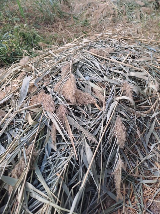 Камыш бесплатно .