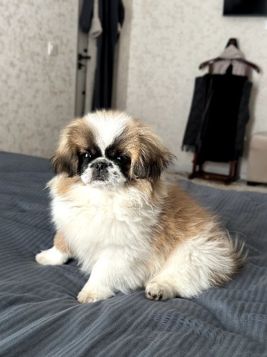 Чистокровный щенок пекинеса