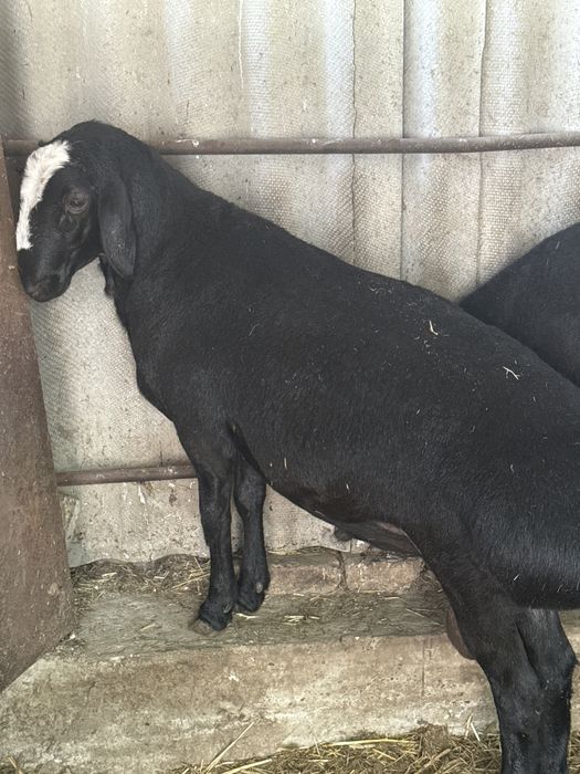 Qochkor sotiladi srochna