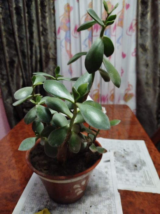 Цветы добавка для оранжереи