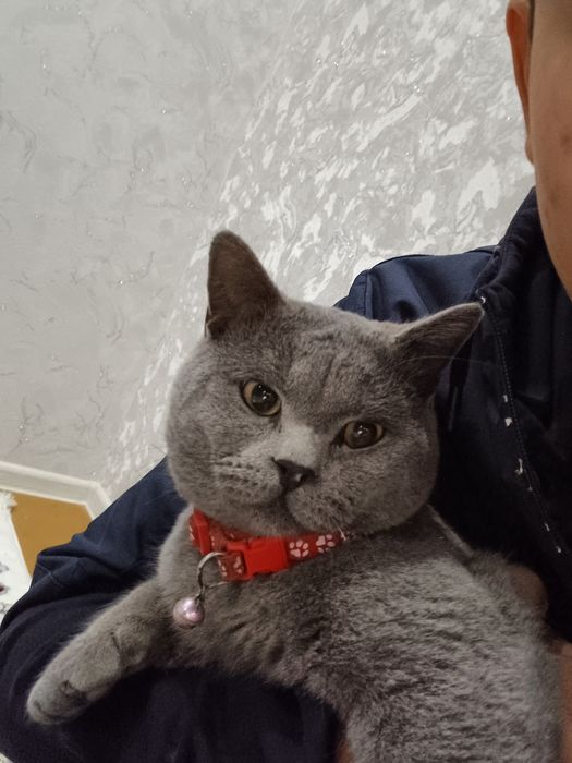 Mushuk britiancky kalta sochli