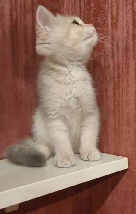Скотиш страйт голубое золото