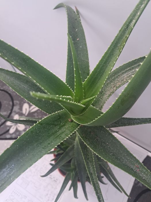 Vând   Aloe Vera