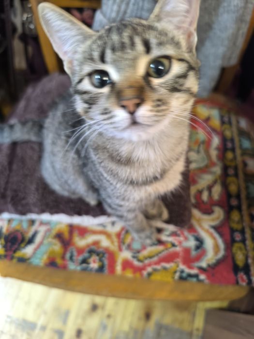 Ласковый котёнок