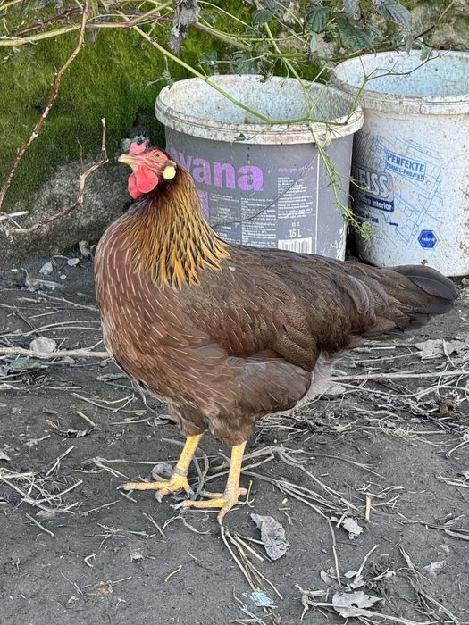 Italiene Potarnichiu