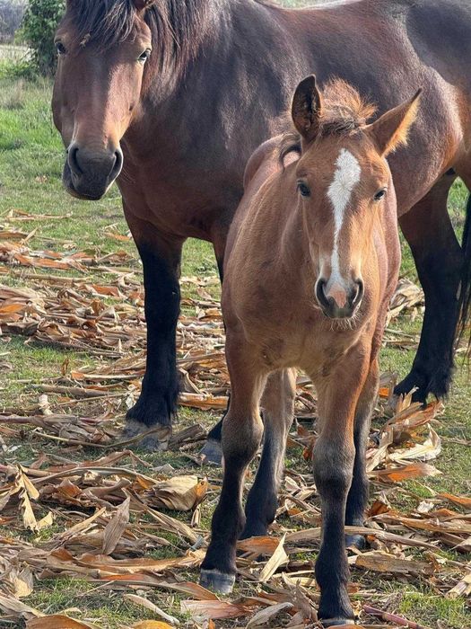 Iapă murgă gestantă, de vânzare împreună cu mânza
