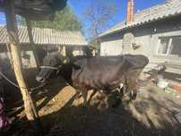 Vaca negra de lapte