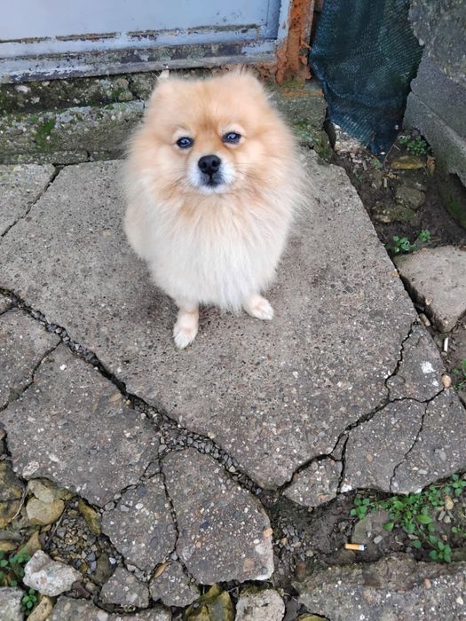 Померан на 2 години