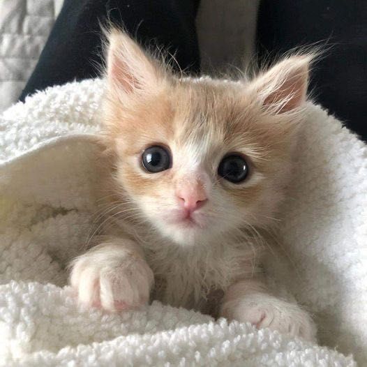 Отдам котят в добрые руки!