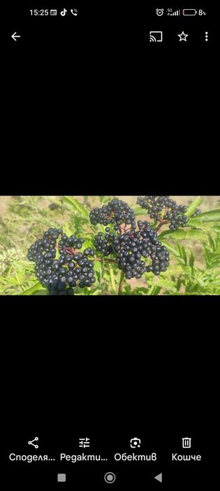 Сироп от Черен БЪЗ /бъзак/ реколта 2025г