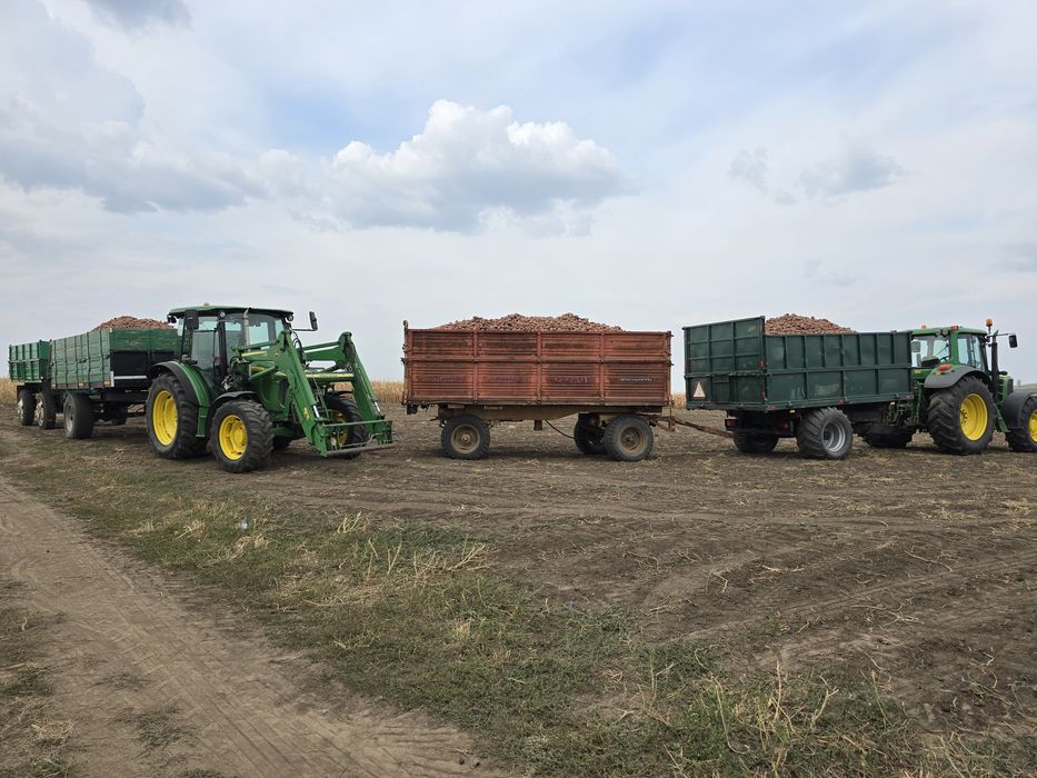 Cartofi consum roșu și alb