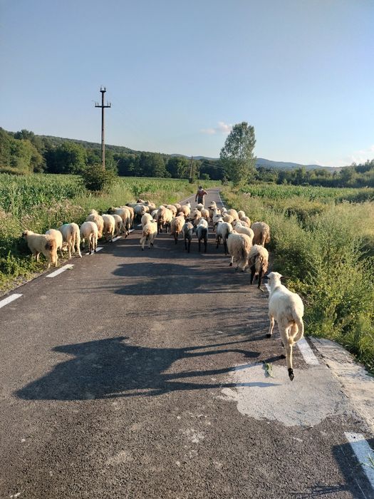 Oii Țurcane de vânzare