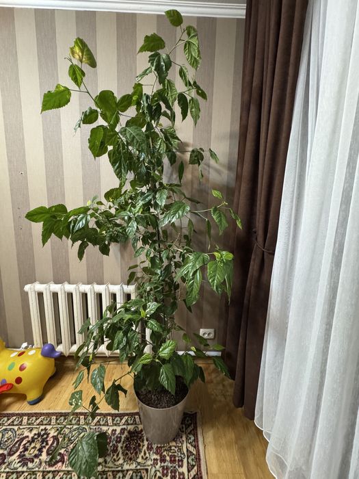 Китайска роза (красная) высота 1.70 см, с горшком на колесиках