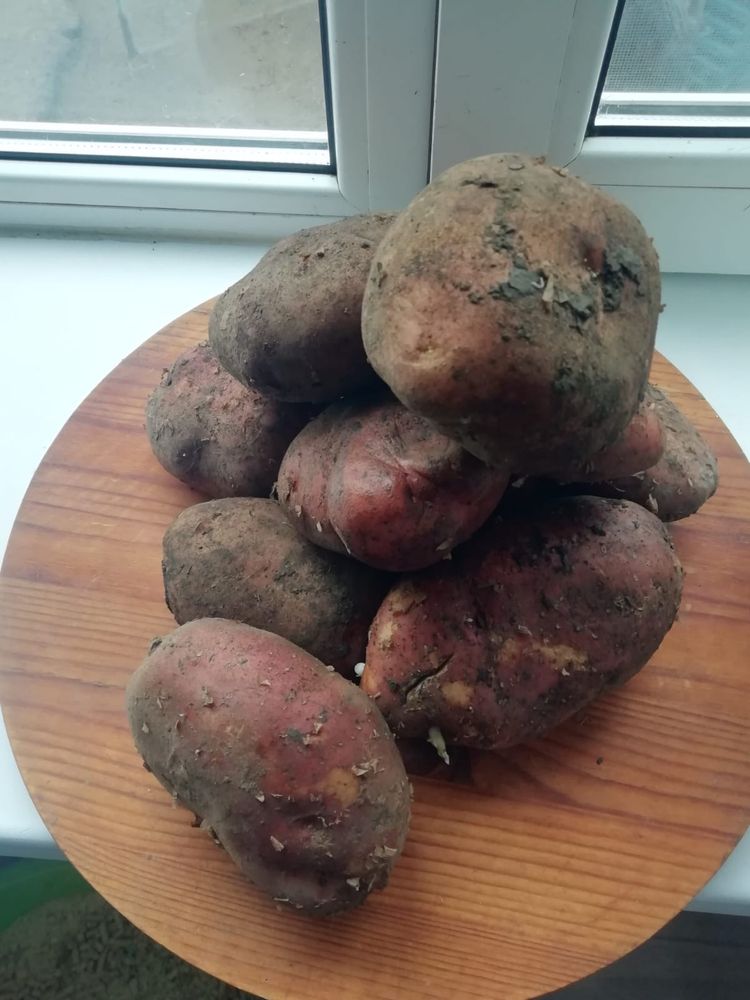 Продается картофель