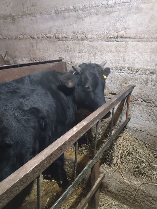 Продам две телки