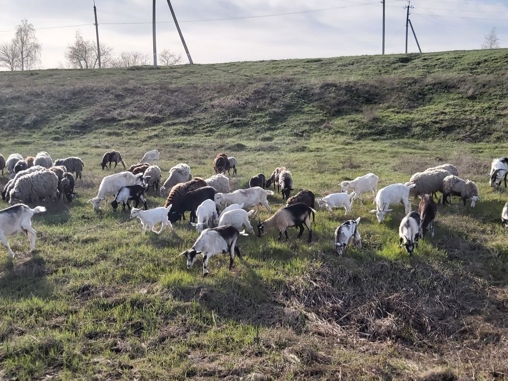 Продам дойных коз. И овец романовской породы.