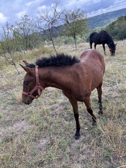 Manza in varsta de 5 luni