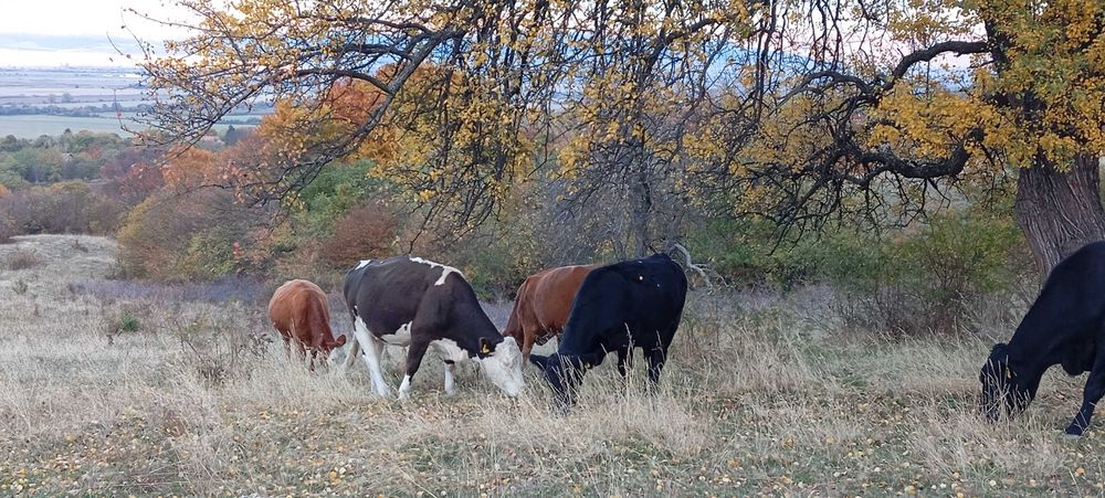 Свободни 15 бр. месодайни крави и юници