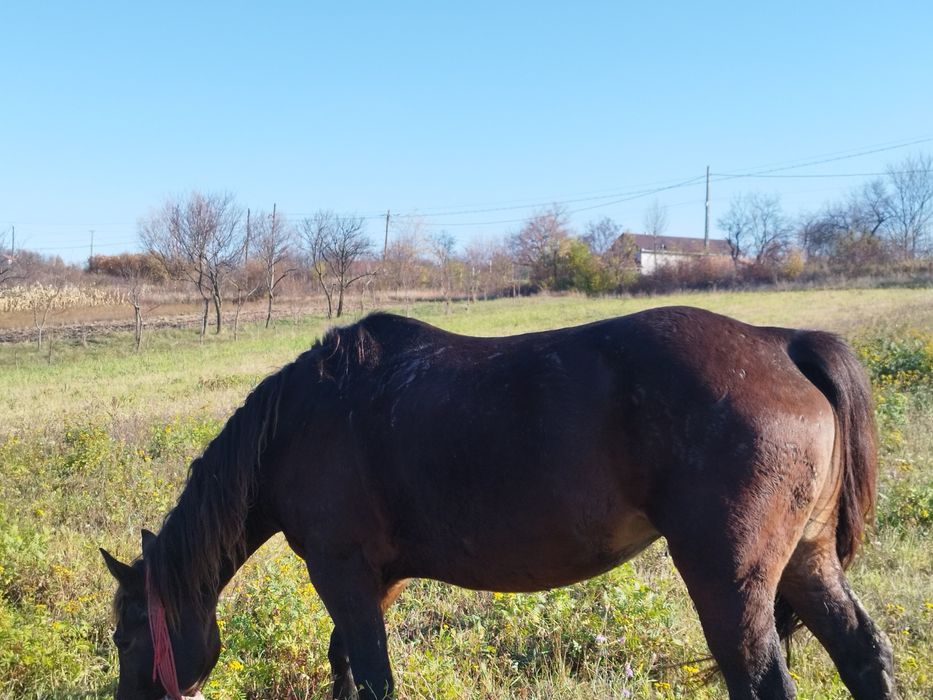 O iapă blondă de vânzare