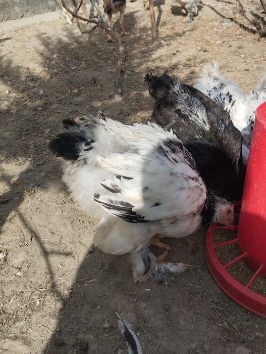 Светлый  палевый жужжала сотилади