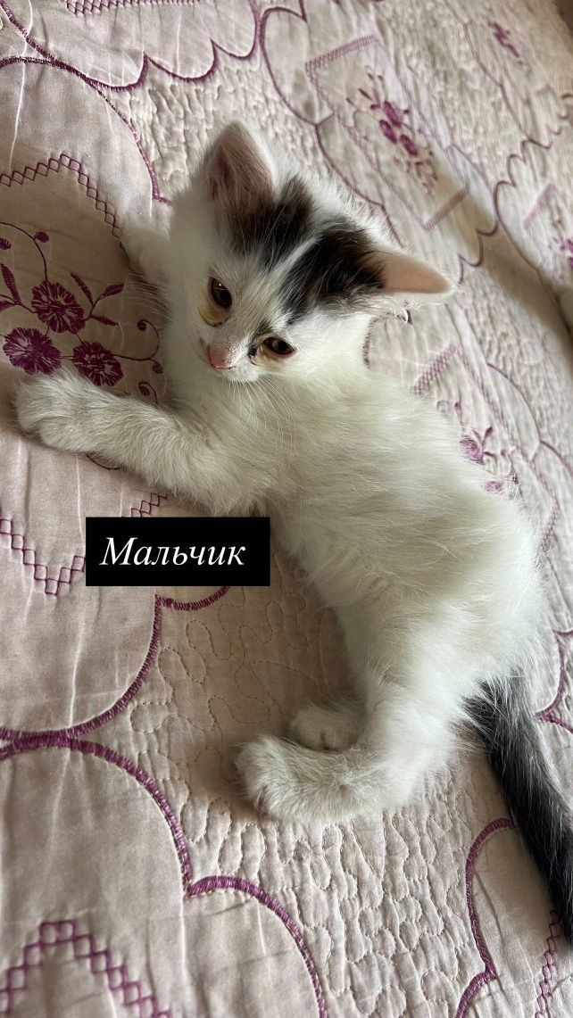 Отдоём котят в хорошие руки