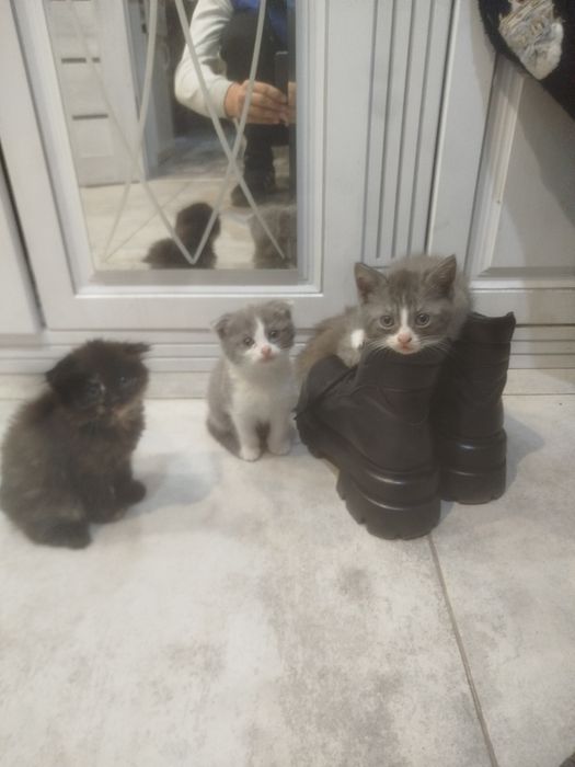 Отдам котят в добрые руки!!!