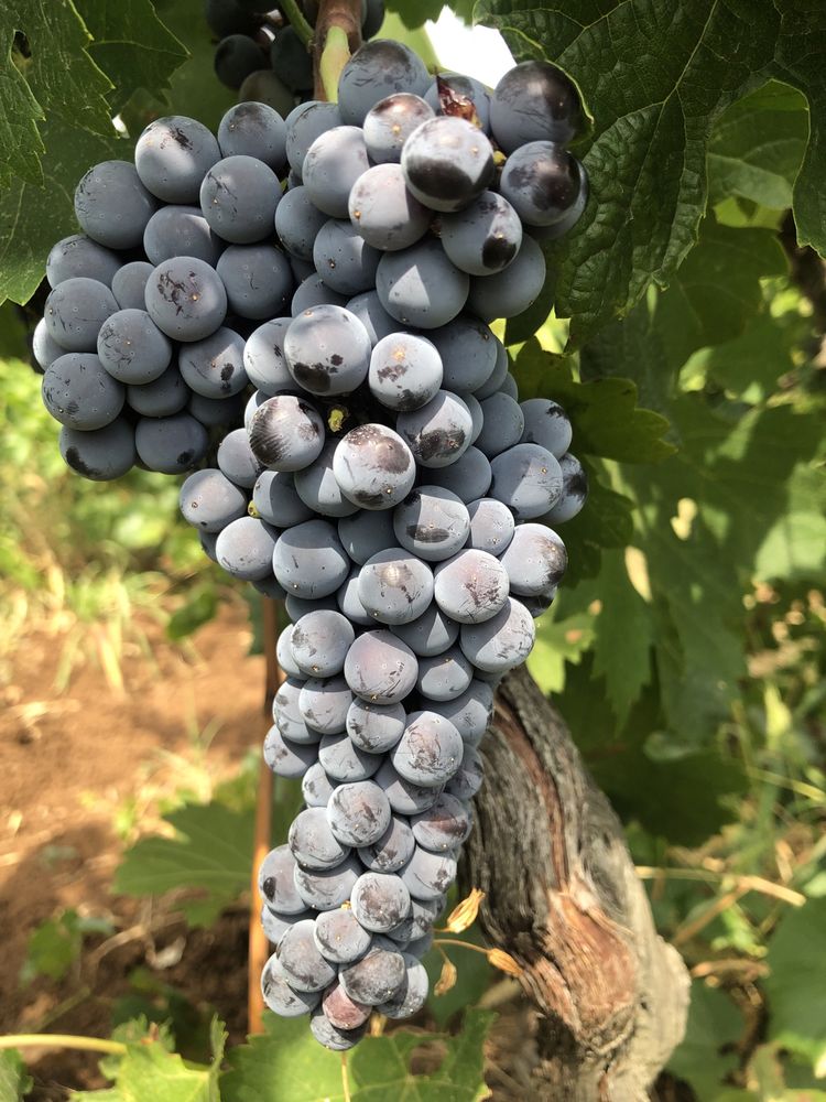 Продавам грозде МЕРЛО