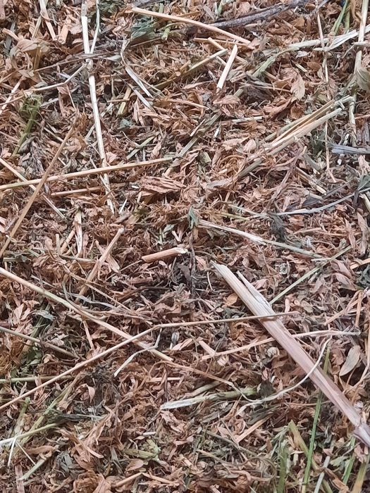 Vând cereale și baloti.