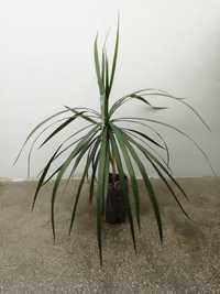 Dracena, planta de apartament