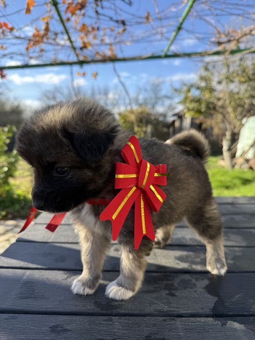 Кученца си търсят дом