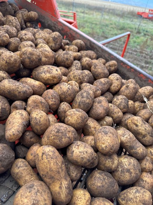 Vând cartofi de consum