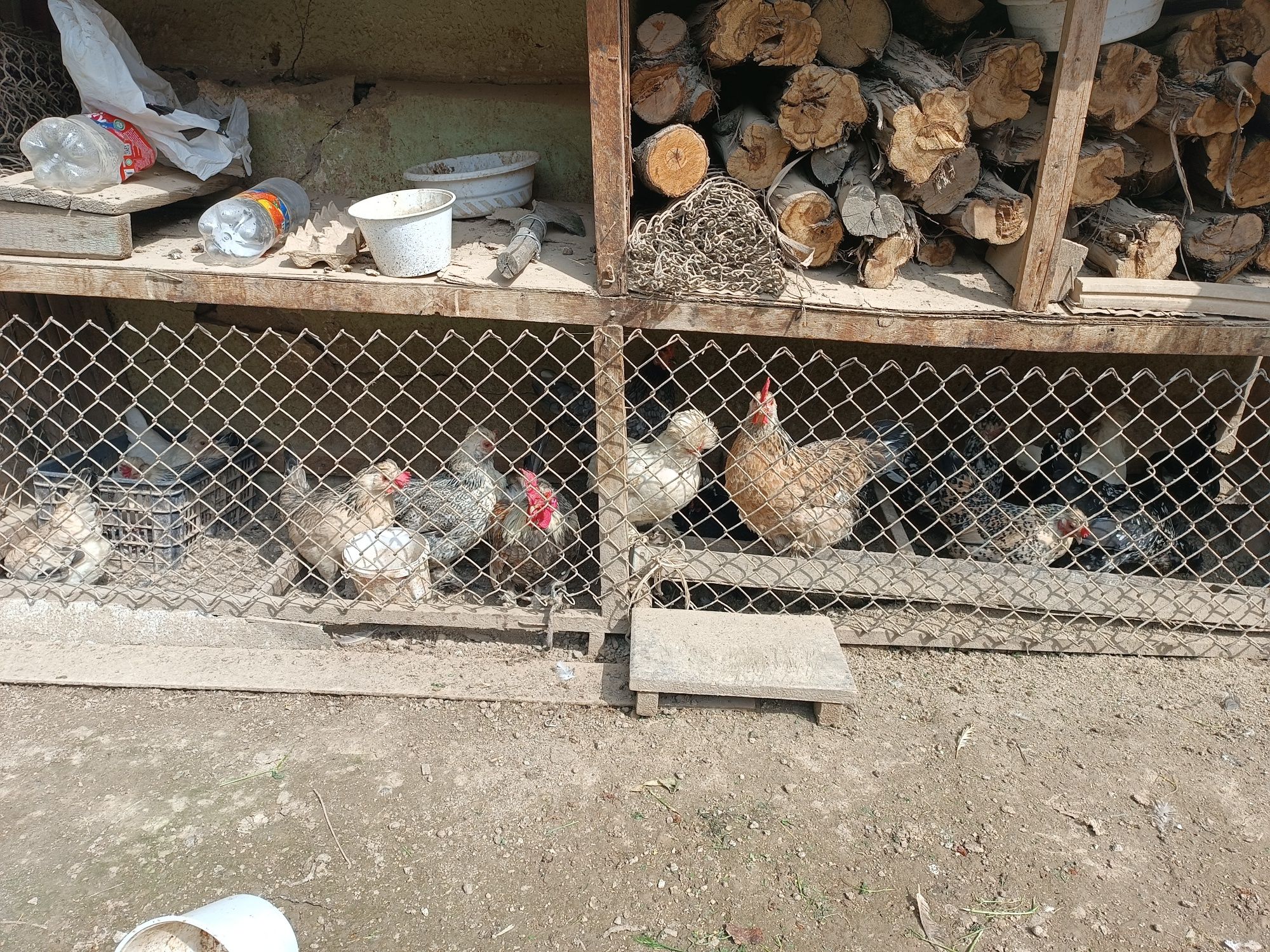 Yapon tuhumlari bor
