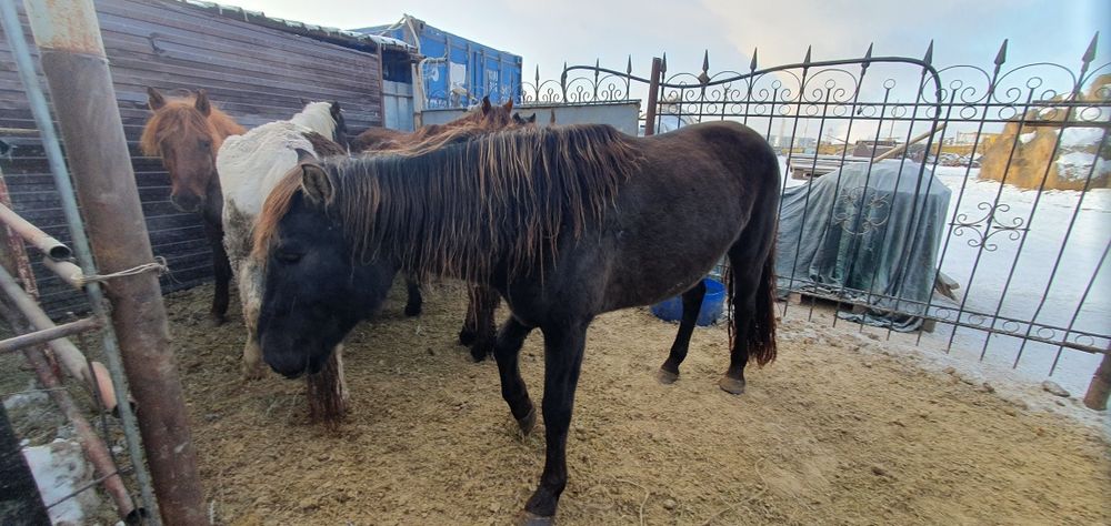 Продам крупную ездовую лошадь !