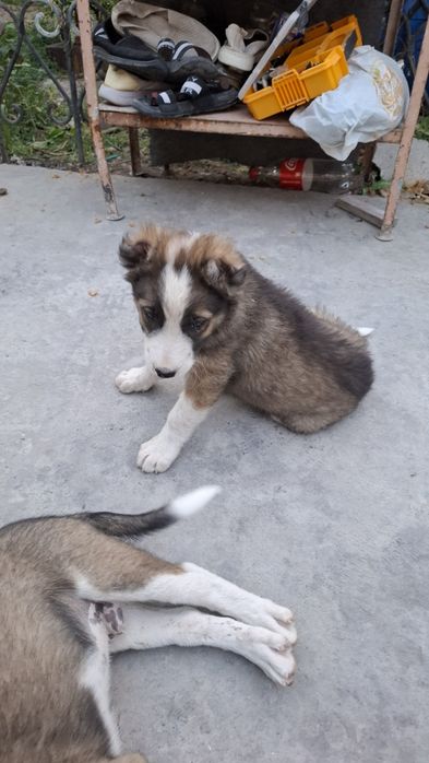 Алабай щенки 2 месяца