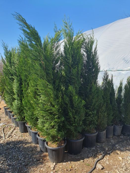 Chiparos Cupressocyparis Leylandii ( gard viu vesnic verde
