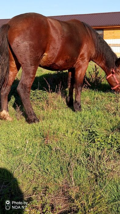 Vând mânză de 2 ani