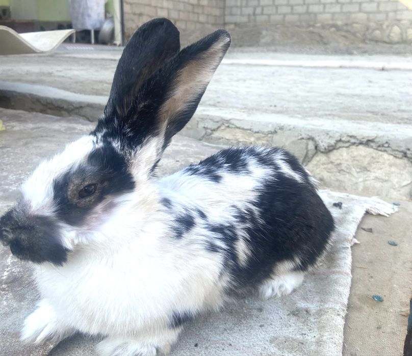 Quyon sotiladi kelishamiz