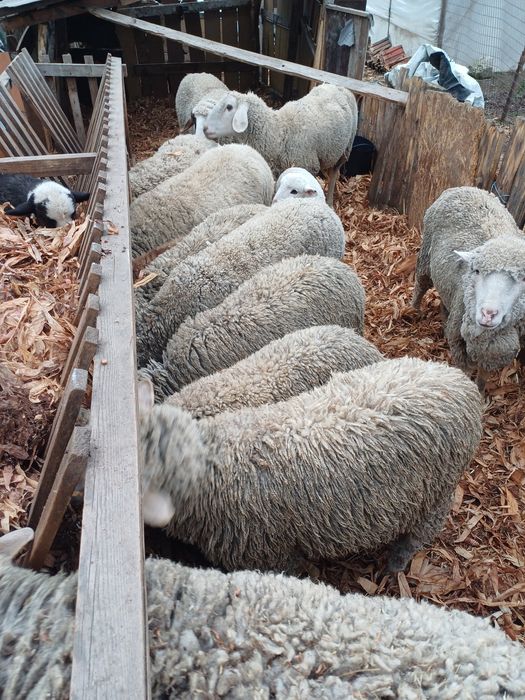 Vând 16 oi și un berbec