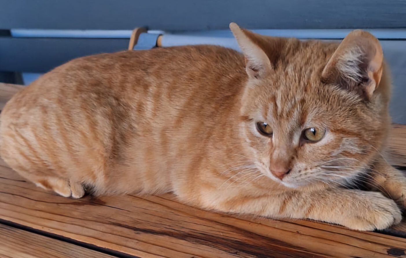 СРОЧНО! Кошечки и котики ищут дом!