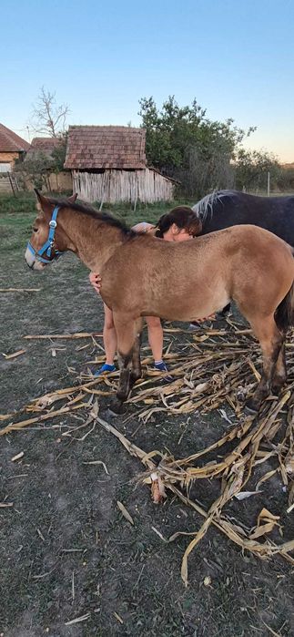 Vand iapa cu mânză