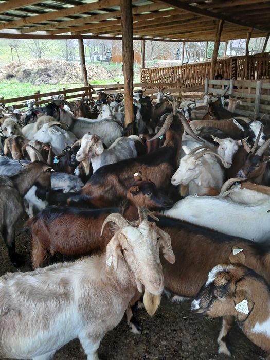 Vand 100 capre mature