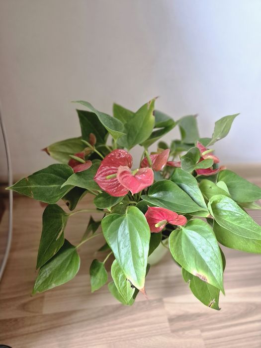 Продам цветок антуриум