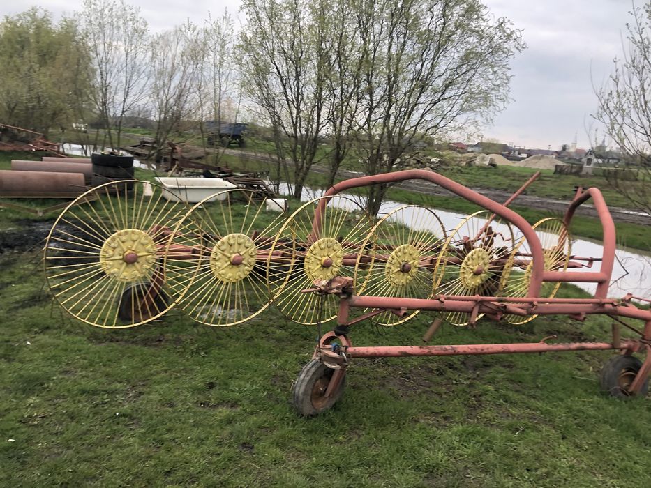 Grebla raza soarelui